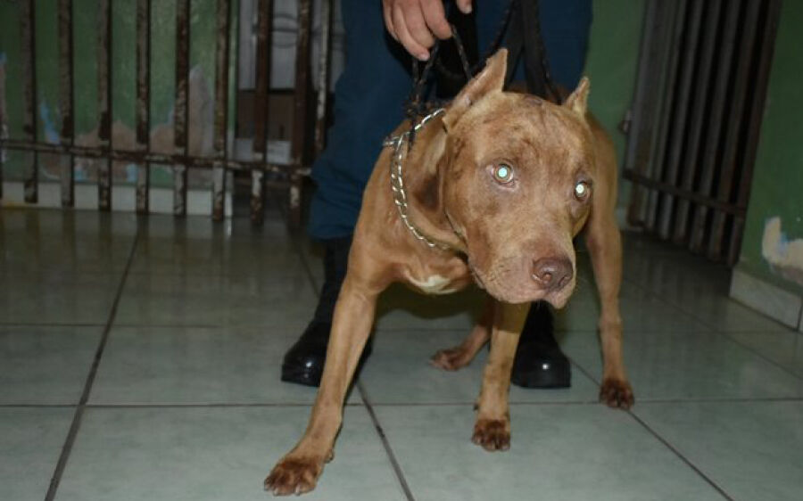 Dono de Pitbull que mordeu crianças no Piracema é localizado e informou que animal fugiu de casa