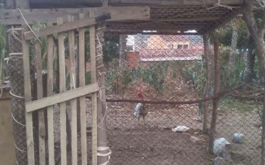 Homem ameaça ex-mulher e acaba preso dentro de galinheiro em MS