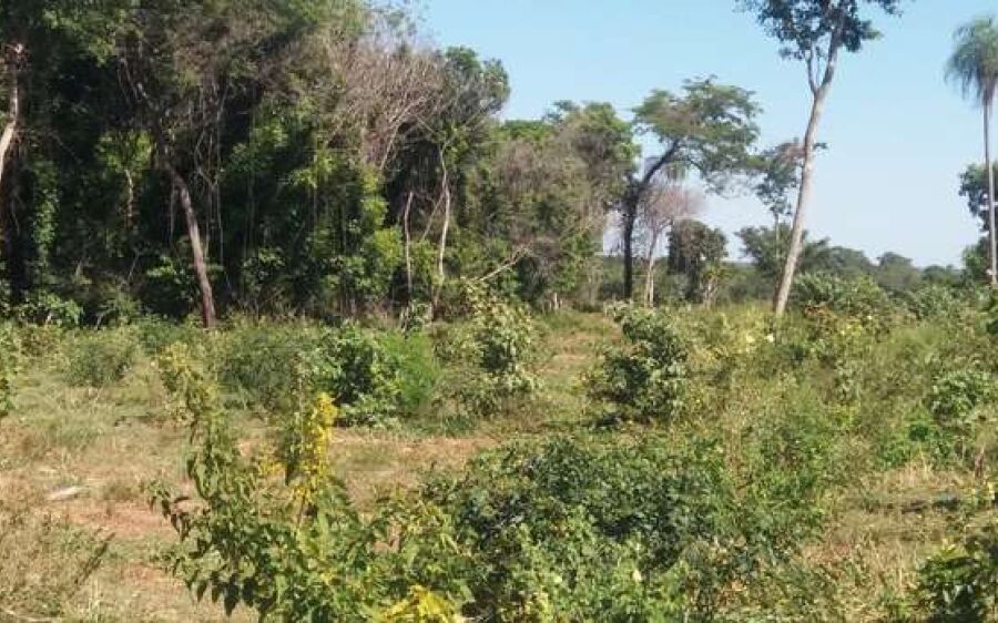 Fazendeiro é multado em R$ 13 mil por desmatamento ilegal