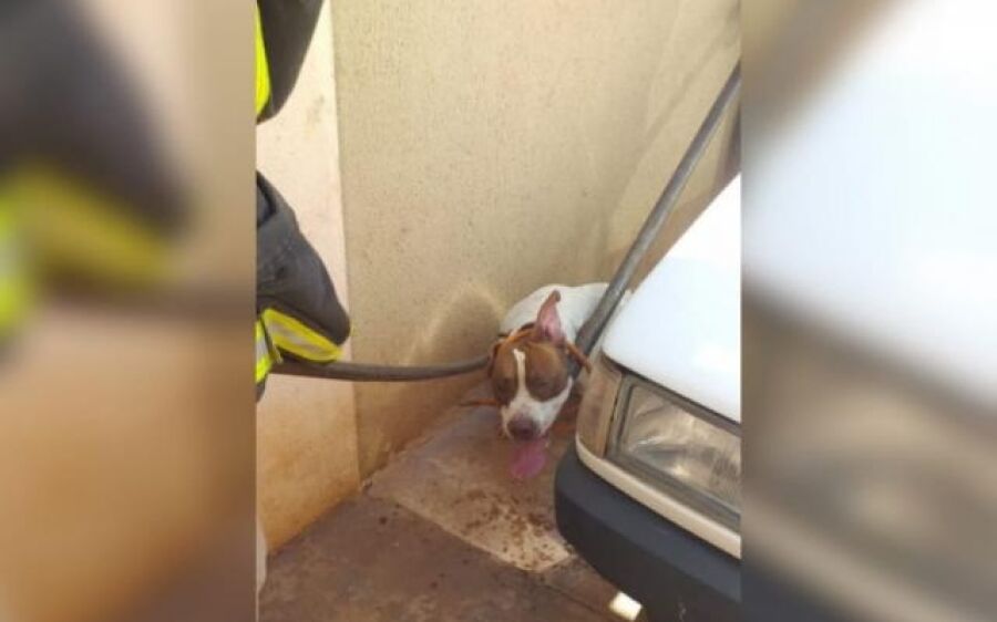 Pitbull tem “ataque de fúria” e morde o próprio dono em residência