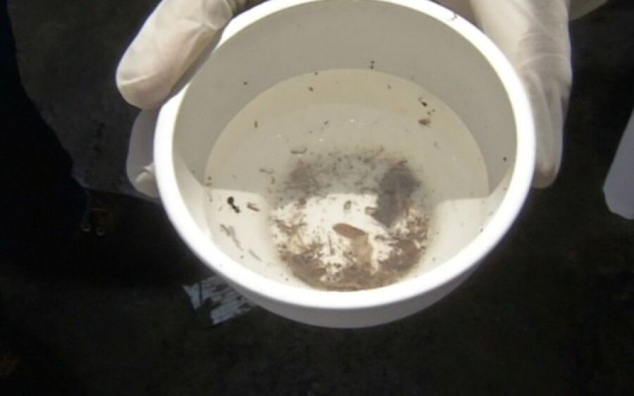 Em uma semana número de mortes por dengue cresce 38,4% e MS chega a 18 vítimas em 2020