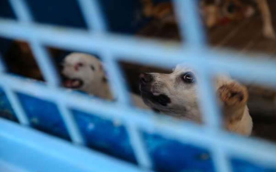 Falso veterinário é investigado por falsidade ideológica em MS 
