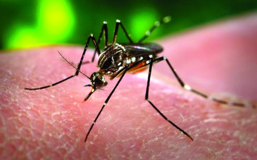 Novo caso de dengue é notificado a cada 3 minutos em Mato Grosso do Sul