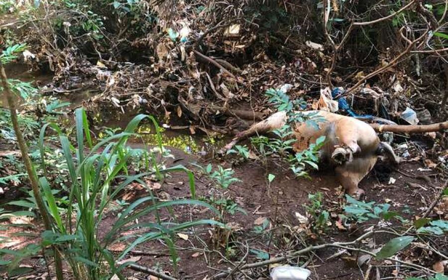 Corpo de cavalo é encontrado em estado de decomposição em Campo Grande