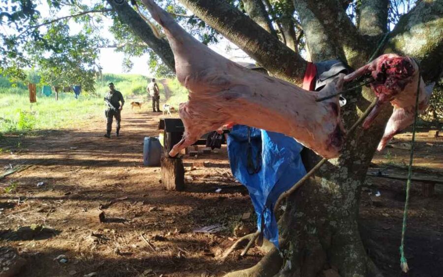 Cinco são presos com carcaças de javali e 18 cachorros de caça em MS