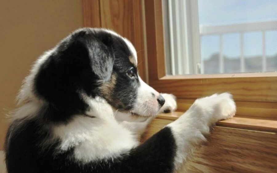 Quarentena: como entreter os pets e quais os cuidados durante o isolamento?