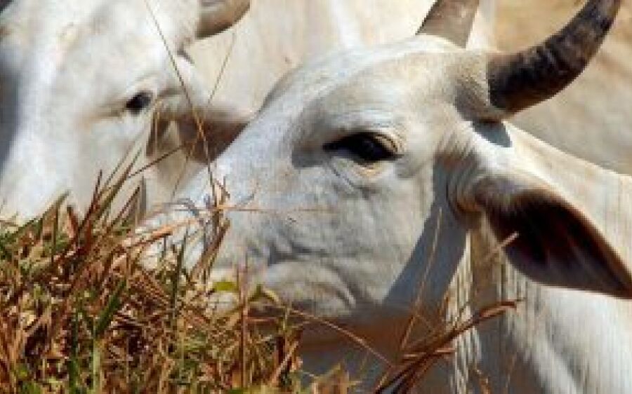 Ministério da Agricultura confirma vacinação contra a febre aftosa em maio