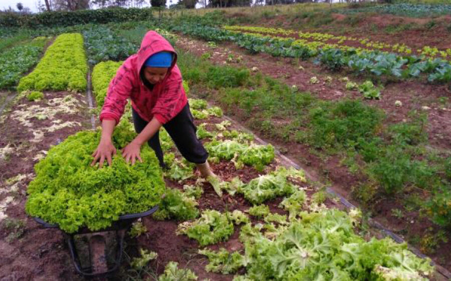 Covid-19: Medidas do Governo Federal para ajudar agricultores familiares e médios agricultores