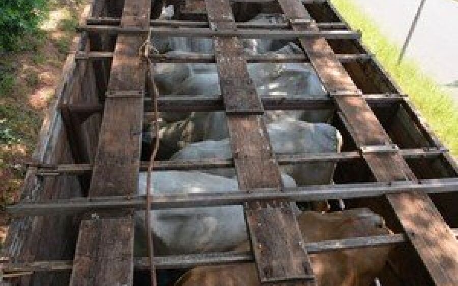 Caminhão com 40 bois quase atola em pasto e frustra tentativa de roubo em MS
