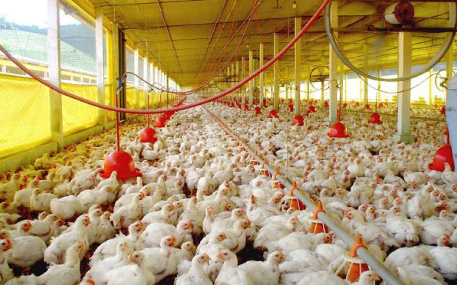 Exportações de celulose, soja e carne de aves crescem e superávit de MS atinge US$ 979 milhões