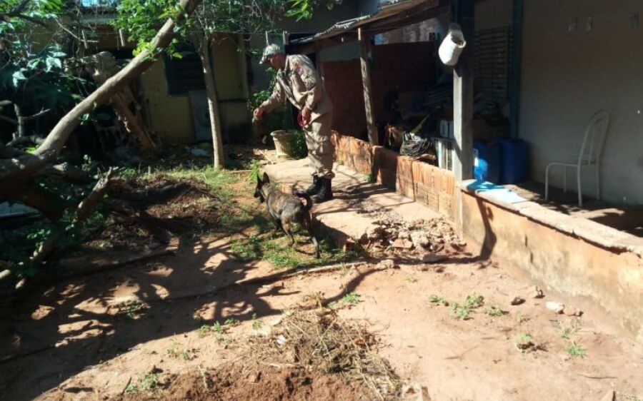 Famosa, labradora Cindy do 5º SGB de Coxim faz sucesso durante buscas por corpo em Campo Grande