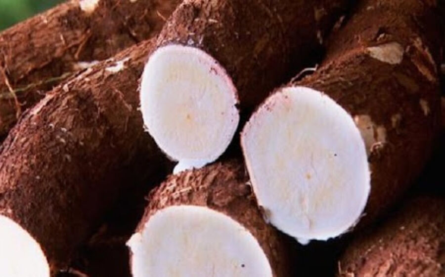 Fecularia vai se instalar em Anaurilândia com recursos do FCO e gerar 240 empregos