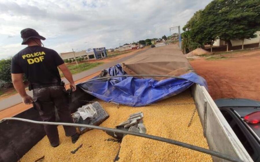 DOF faz a maior apreensão de maconha de sua história na MS-295