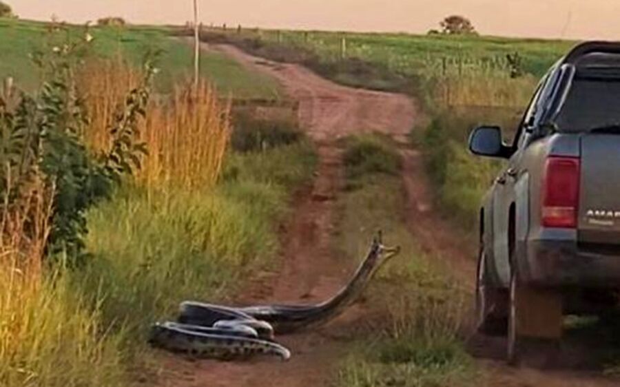 Cobra de 7 metros tenta 'dar o bote' em caminhonete 