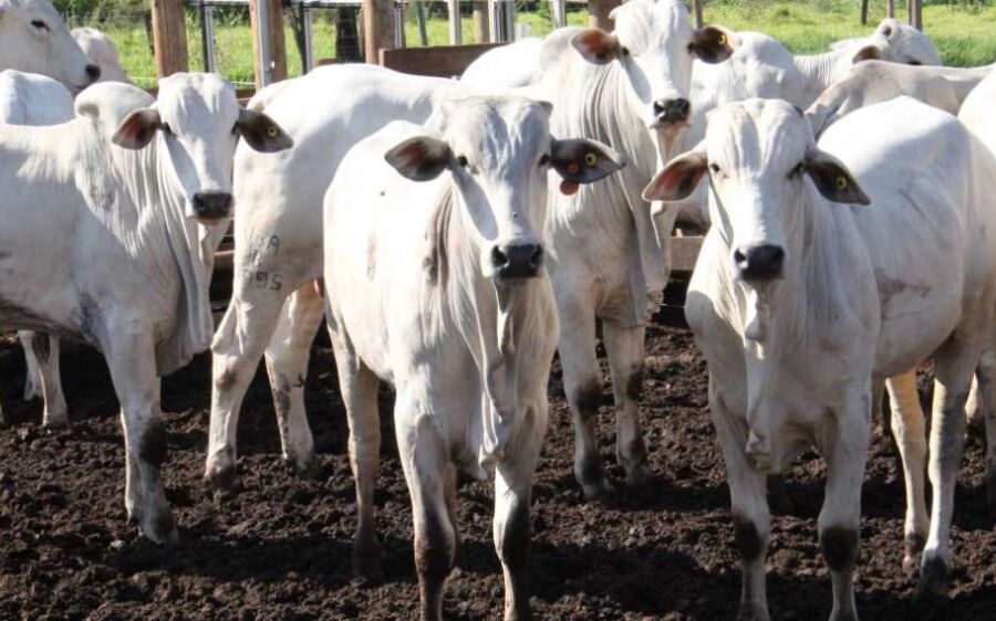 Atenção produtores: Cadastro no  Proacap é prorrogado para 30 de setembro