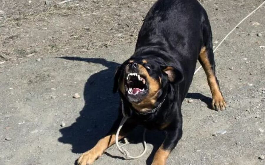 Criança de 3 anos morre após ser atacada por rottweiler em Campo Grande