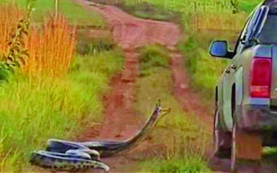 Sucuri que aparece dando o bote em vídeo que  viralizou é uma das maiores serpentes do mundo