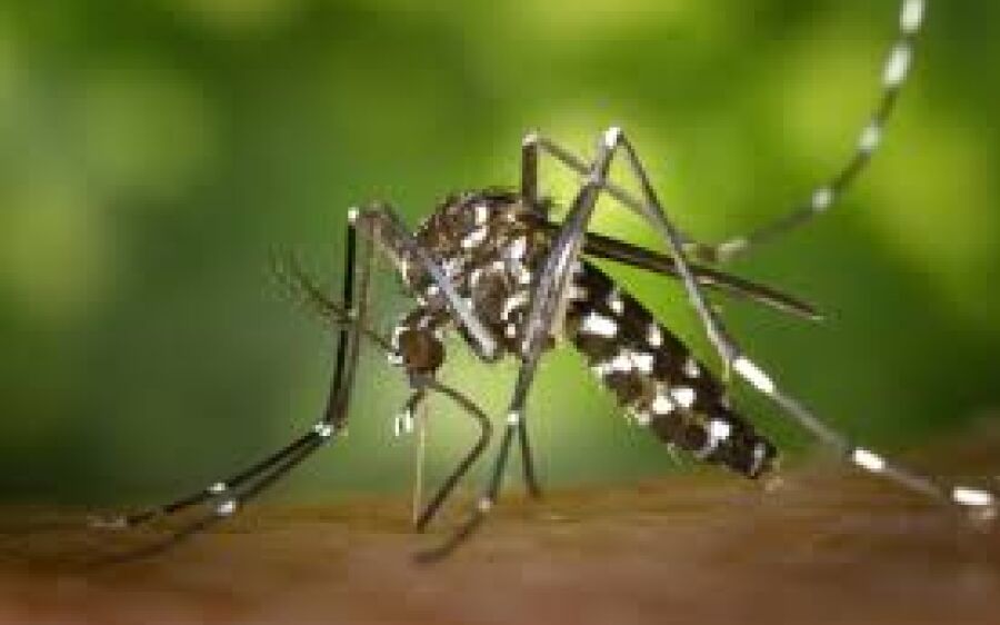 Mosquito que ajuda no combate à dengue será liberado na Capital, em setembro deste ano