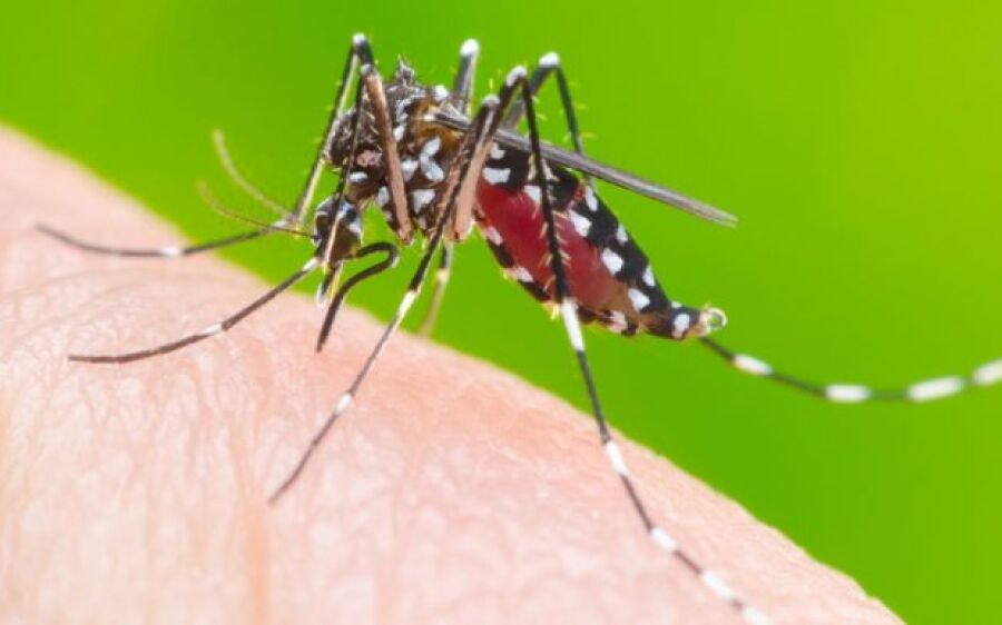 No norte do Estado, São Gabriel e Coxim são os campeões em casos confirmados de dengue