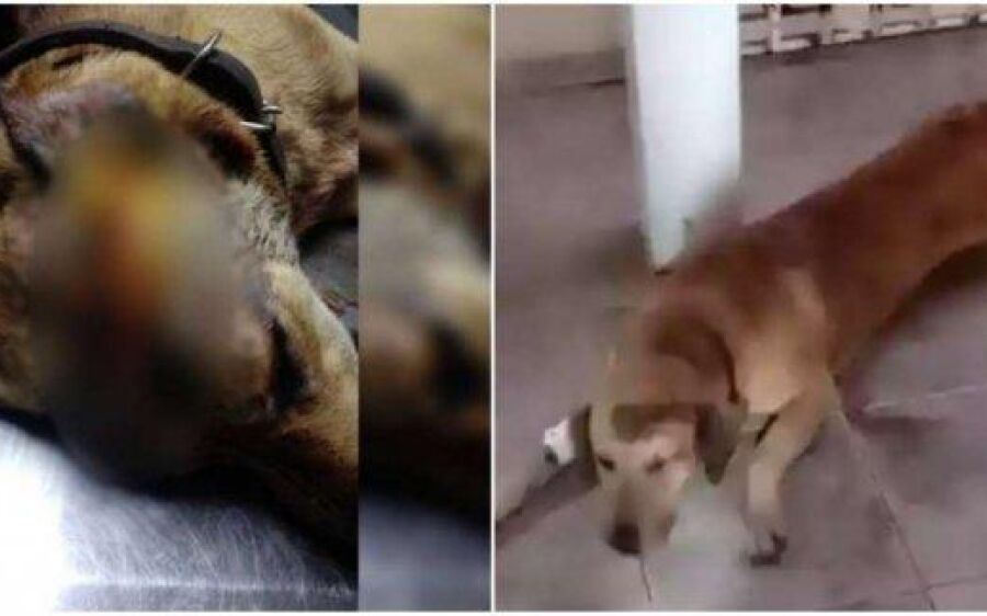 Cachorro é esfaqueado por vizinho que se irritou com latidos