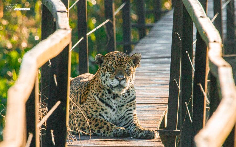 Sem turistas, onça se acostuma a ‘desfilar’ por passarela no Pantanal: duas vezes em cinco dias