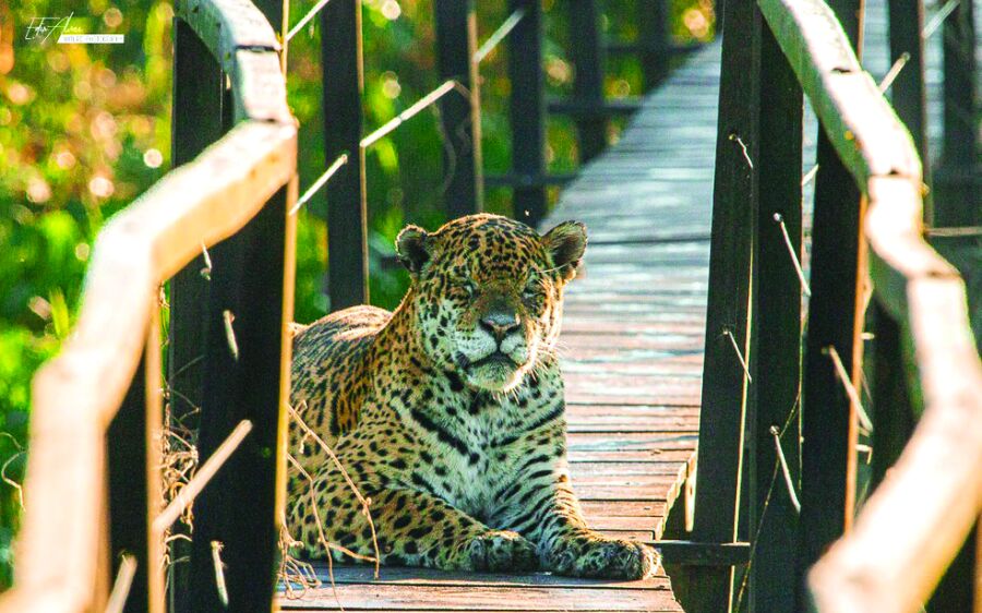 Sem turistas, onça se acostuma a desfilar por passarela no Pantanal