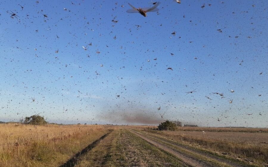 Nuvem de gafanhotos chega à Argentina e se aproxima do Brasil