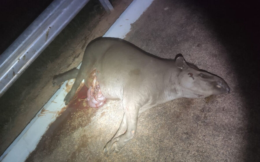 Mulher fica ferida após colidir veículo em anta na BR-359