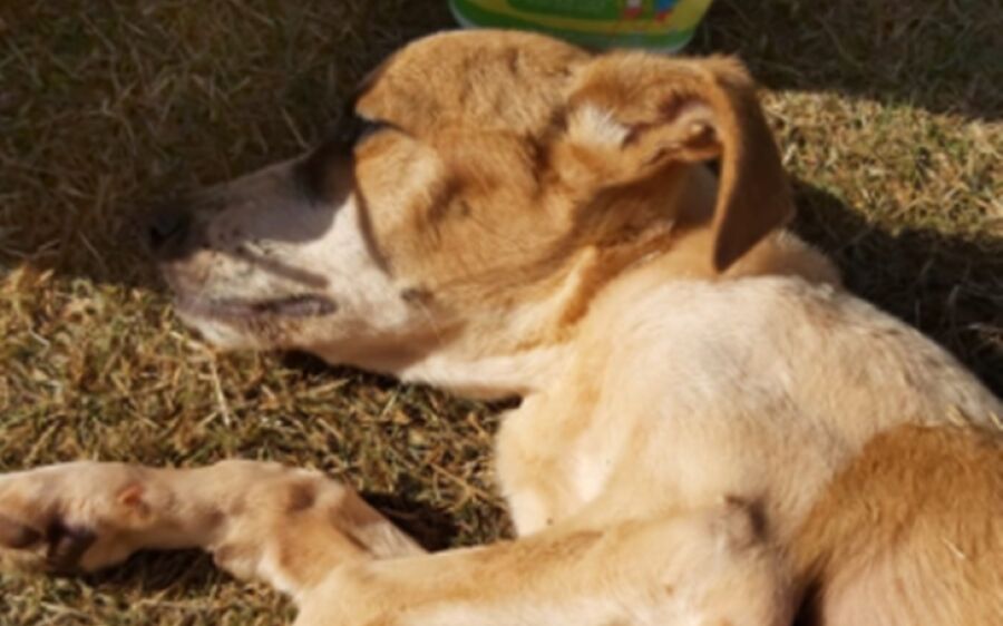 Gari é autuada pela PMA por maus-tratos de cachorra que morreu por falta de alimentação