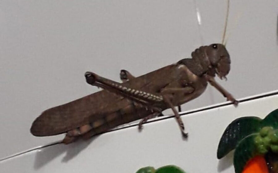 Moradora de Coxim encontra gafanhoto “gigante” na porta da geladeira