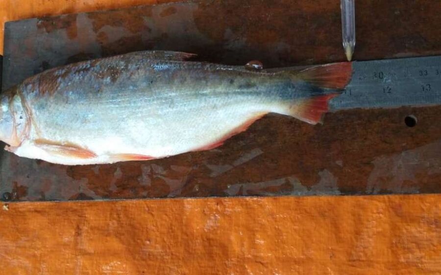 PMA autua agrônomo, arquiteto e empresário mineiros em R$ 3,7 mil por capturar pescado acima da cota