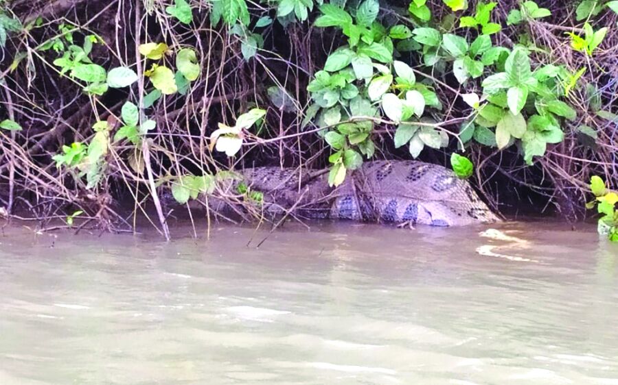 Motorista flagra sucuri de 5 metros que engoliu capivara às margens de rio em MS