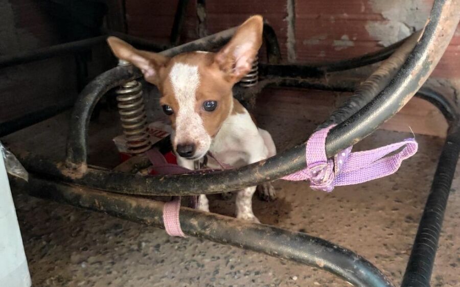 Polícia Civil registra dois casos de maus-tratos no MS após aumento da pena para quem pratica o crim