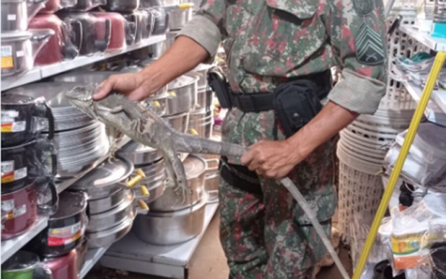 PMA captura iguana em prateleira loja de utilidades no centro de Coxim