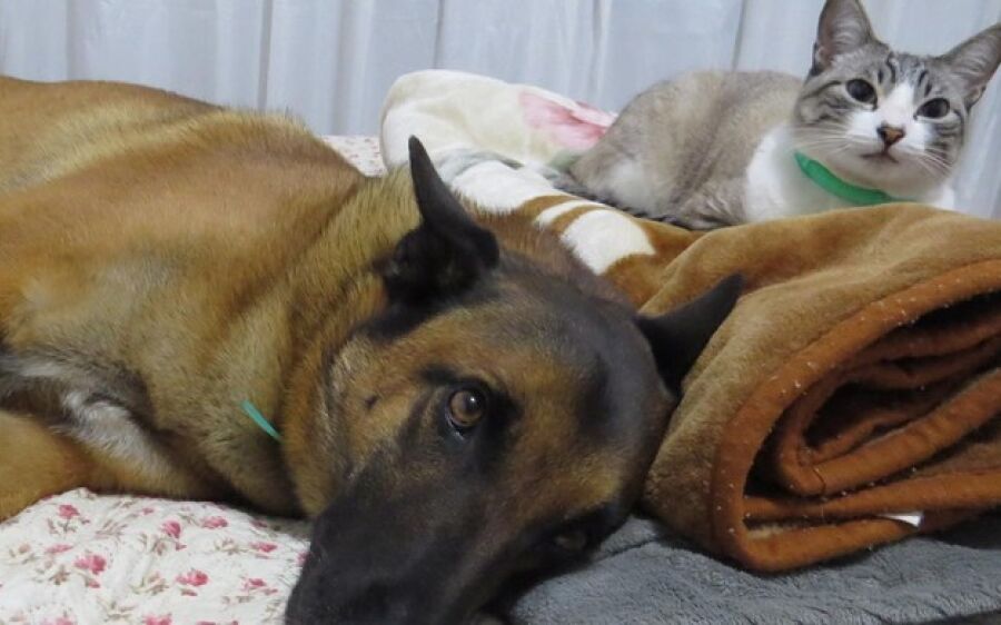 Pesquisa em MS irá coletar amostras de 100 cães e gatos para rastrear a covid-19 