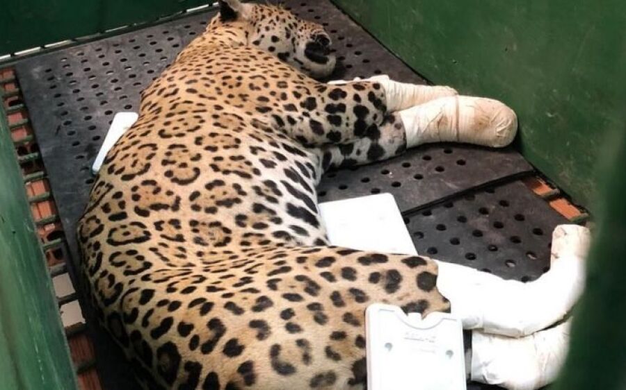 Recuperada, onça-pintada com patas queimadas é devolvida ao Pantanal