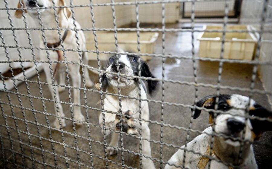 Adoção e abandono de animais domésticos aumentam durante a pandemia