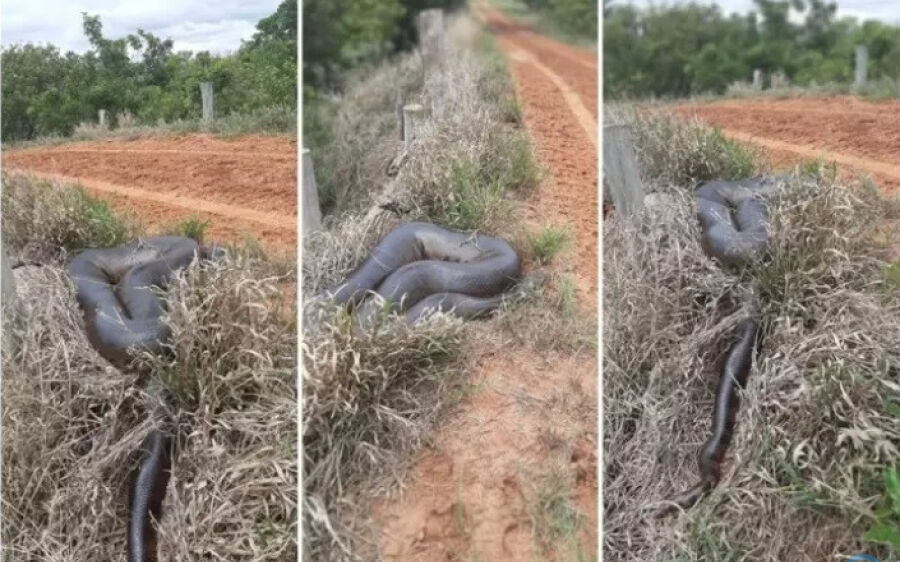 Homem é surpreendido por sucuri de 8 metros em estrada rural