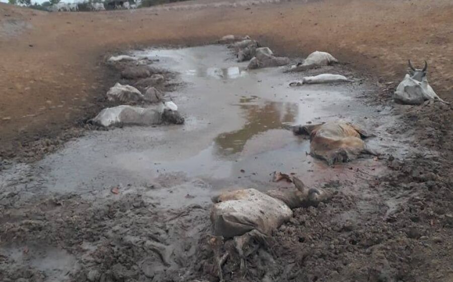 PMA  autua paulista em R$ 118 mil por maus  tratos ao deixar 236 cabeças de gado sem alimento 