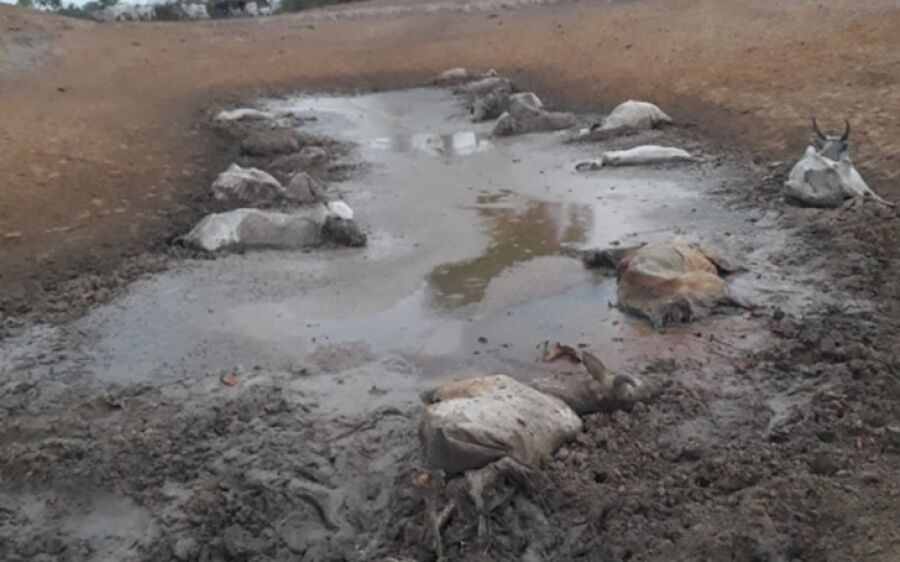 Pecuarista que deixou gado sem comida é investigado por desmatar bioma pantaneiro