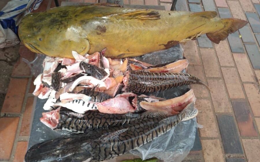 PMA de Coxim prende e autua em  R$ 3 mil infrator pescando em piracema