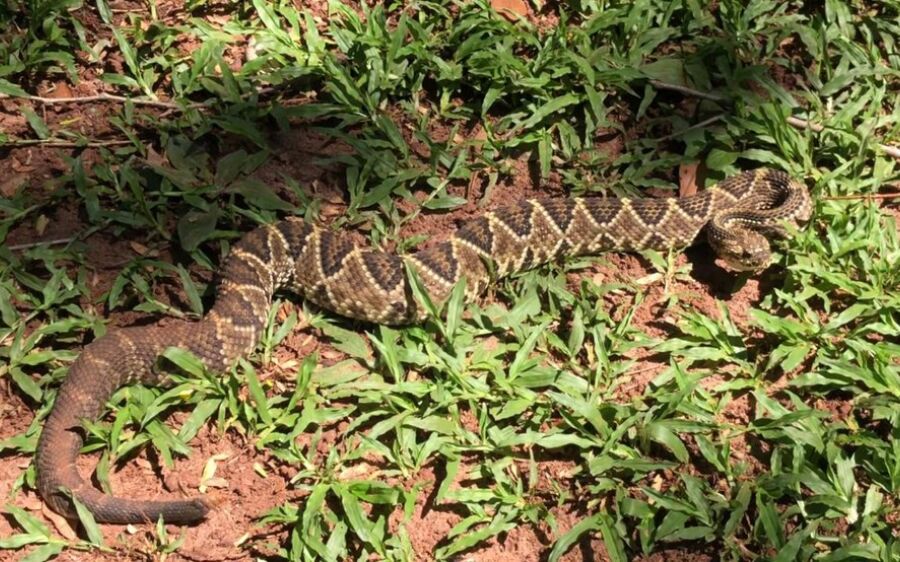 Cascavel de 1,5 m é encontrada por proprietário nos fundos de estabelecimento comercial em MS