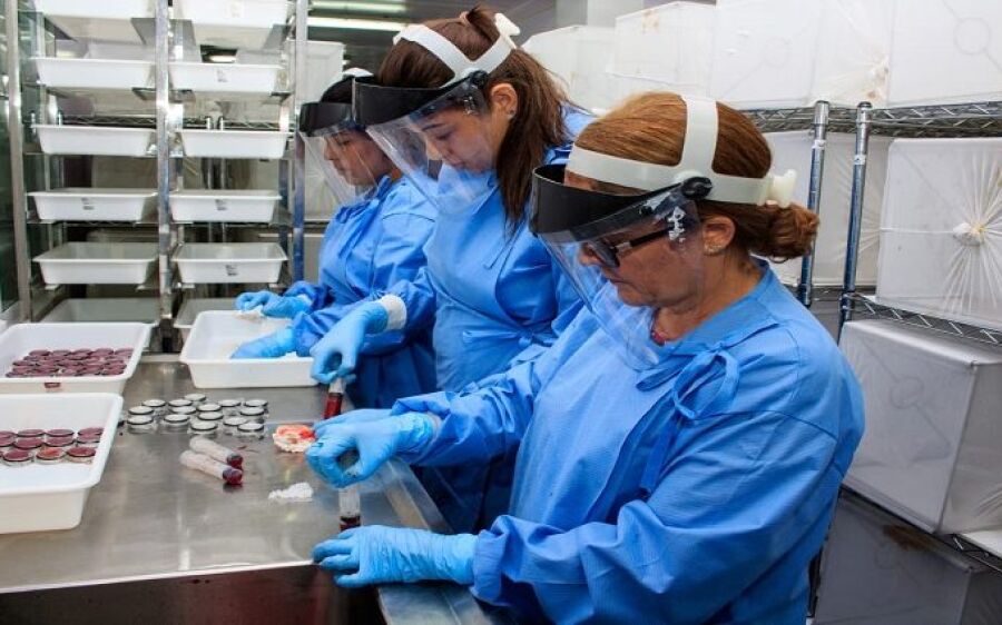 Com mosquito sem vírus, Biofábrica começa produção e vira arma contra à Dengue, Zika e Chikungunya
