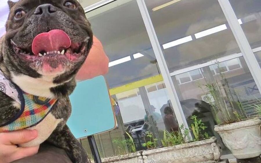 Dois cães testam positivo para o novo coronavírus em Curitiba, diz UFPR