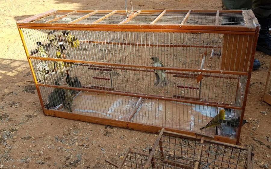 PF de SP faz operação contra tráfico de animais silvestres e prende um dos maiores contrabandistas 