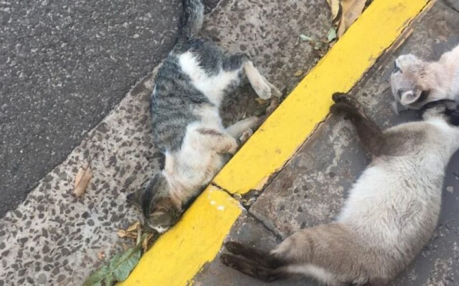 Gatos são envenenados e deixados mortos na frente de igreja em MS
