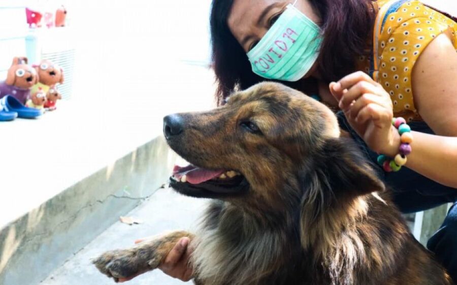 Cães podem ser treinados para detectar a Covid através do suor