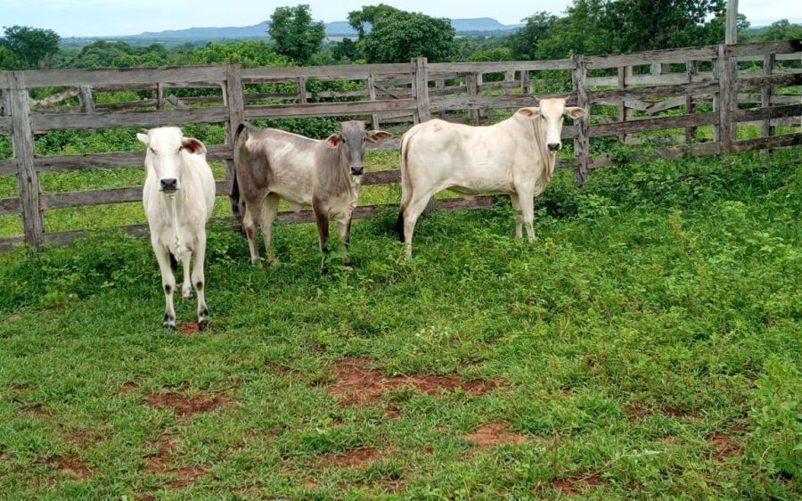 Polícia Militar prende jovem e apreende adolescente por furto de gado em fazenda