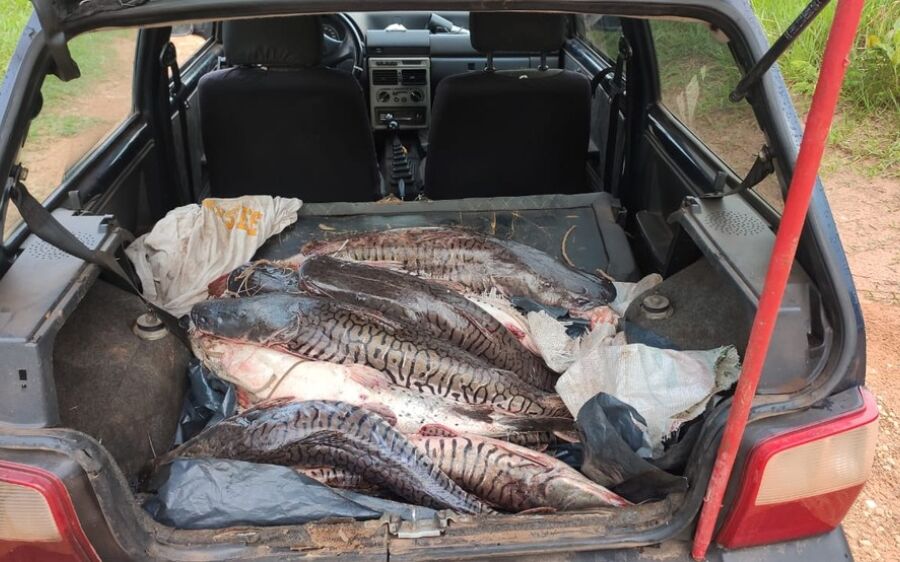 Polícia faz bloqueio em estrada vicinal para prevenir piracema e pescador foge abandonando 70 kg 