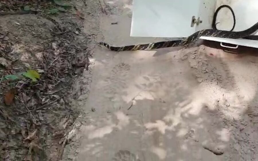 PMA captura serpente caninana de dois metros no IFMS de Coxim